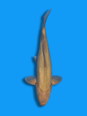 Doitsu Chagoi | Koi&Co.